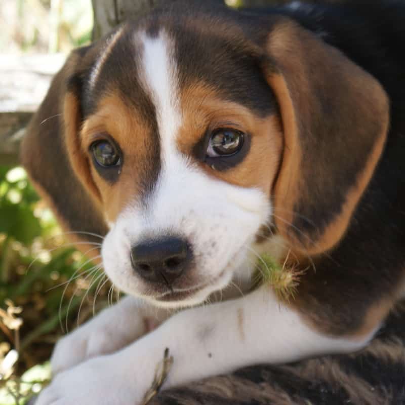 Beagle