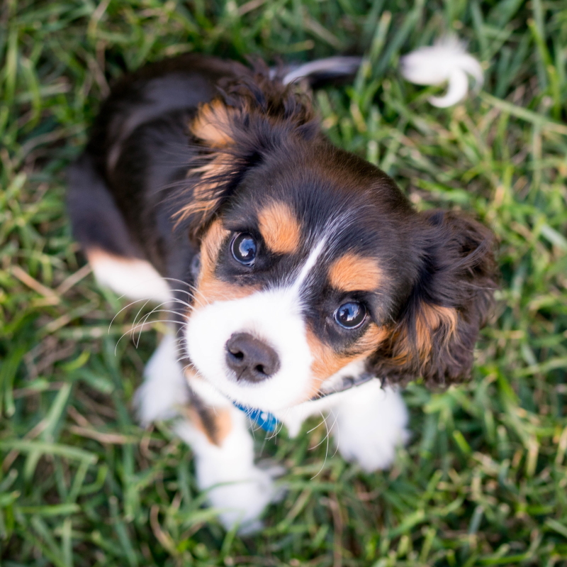 Cavalier King Charles Spaniel