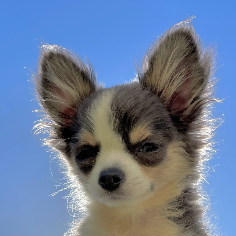 chihuahua