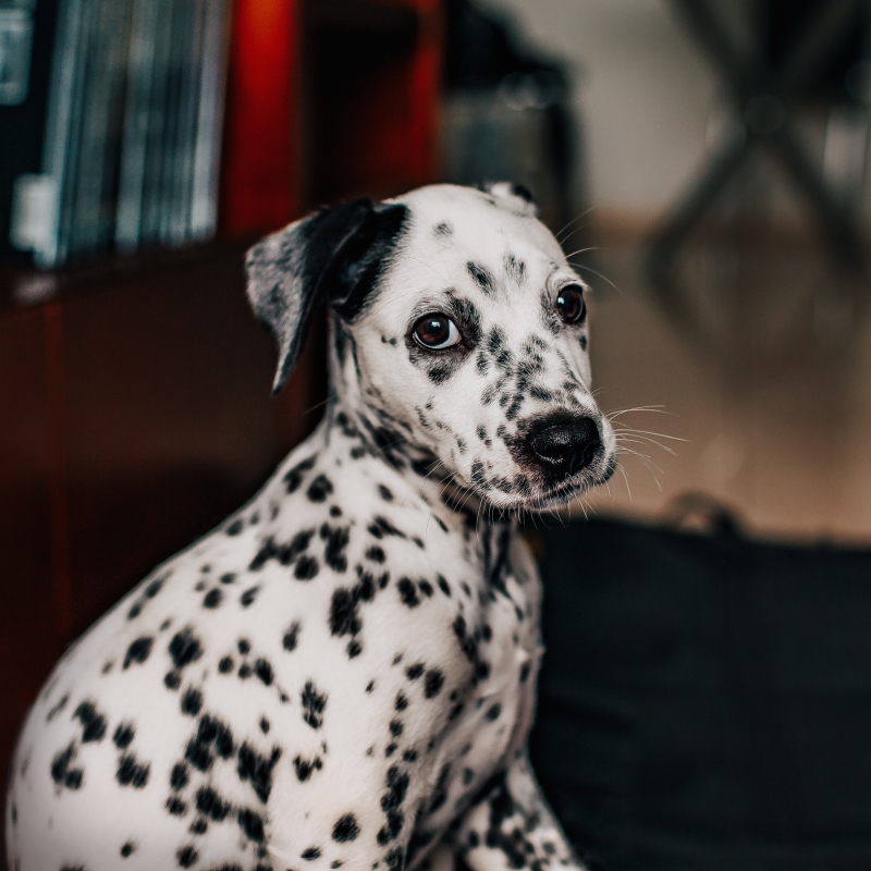 Dalmatier