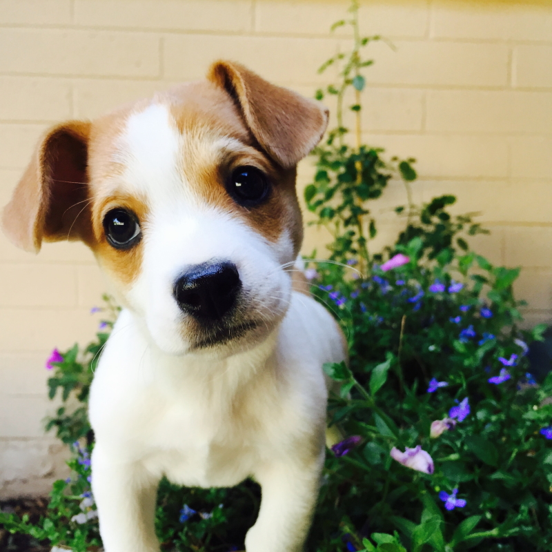 Jack Russell terriër