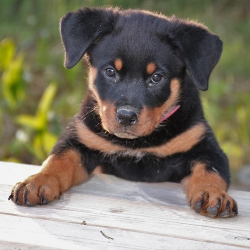 Rottweiler