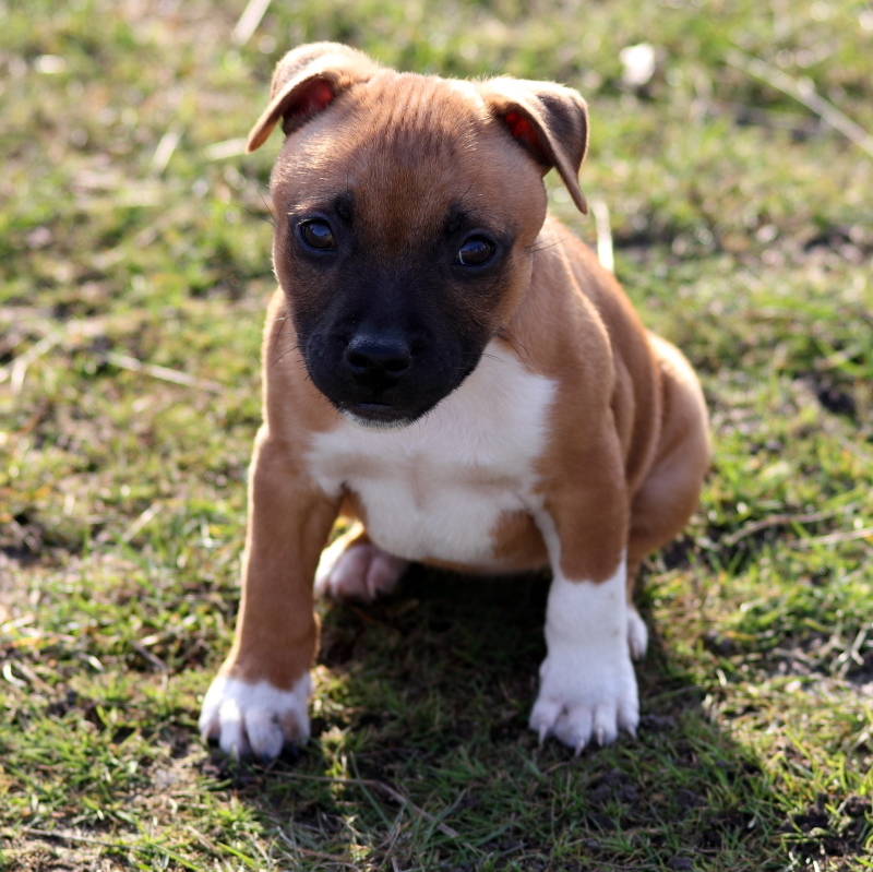 Staffordshire bull terrier